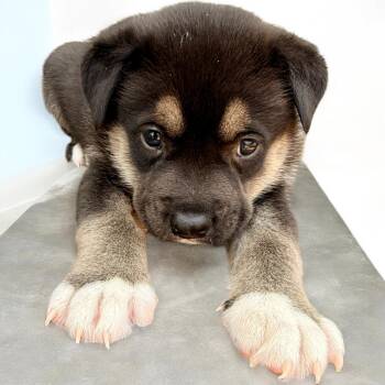 Koda -  Siberian Husky Dog for Adoption in Aquilla, Texas - Koda | PetCurious