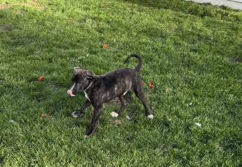 Mixed Breed Dogs Available for Adoption in Lansing, Michigan - Froot Loops (26-075 D) | PetCurious