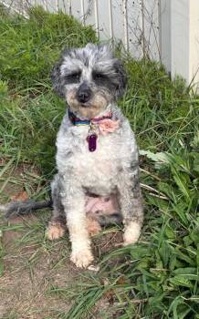 Poodle Dogs Available for Adoption in Celina, Ohio - Edna!! | PetCurious