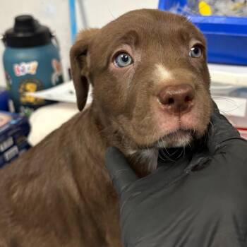 Earthling -  Labrador Retriever and Mixed Breed Dog for Adoption in Yuma, Arizona - Earthling | PetCurious