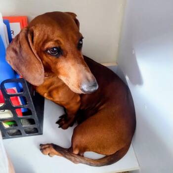 Clifford -  Dachshund Dog for Adoption in Phoenix, Arizona - Clifford | PetCurious