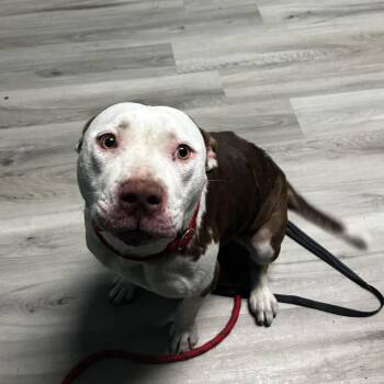 Jackie Blue -  Terrier Dog for Adoption in St. Louis, Missouri - Jackie Blue | PetCurious