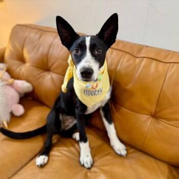 Labrador Retriever and Pit Bull Terrier Dogs Available for Adoption in Friendswood, Texas - Moon Dove Meadow | PetCurious