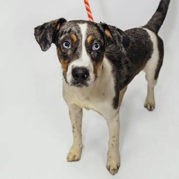 Milo -  Catahoula Leopard Dog Dog for Adoption in Des Moines, Iowa - Milo | PetCurious