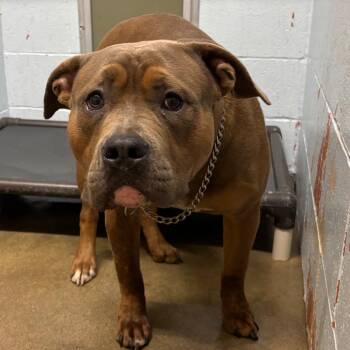 Toaster -  Pit Bull Terrier and Mixed Breed Dog for Adoption in Saint Joseph, Missouri - Toaster | PetCurious