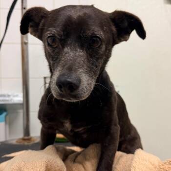 IVHS-Stray-140348 -  Chihuahua Dog for Adoption in San Gabriel, California - IVHS-Stray-140348 | PetCurious