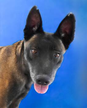 NUTMEG -  Belgian Shepherd Malinois Dog for Adoption in Pasadena, California - NUTMEG | PetCurious