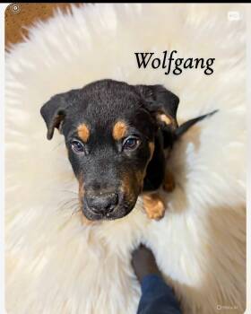 German Shepherd Dog and Rottweiler Dogs Available for Adoption - Wolfgang | PetCurious