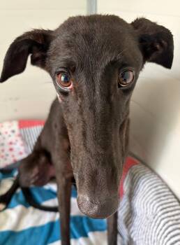 Ria -  Galgo Spanish Greyhound Dog for Adoption in Winter Park, Florida - Ria | PetCurious