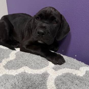 Butkus -  Mixed Breed Dog for Adoption in Englewood, Florida - Butkus | PetCurious