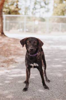 94409A-Devi -  Shepherd and Mixed Breed Dog for Adoption in North Charleston, South Carolina - 94409A-Devi | PetCurious
