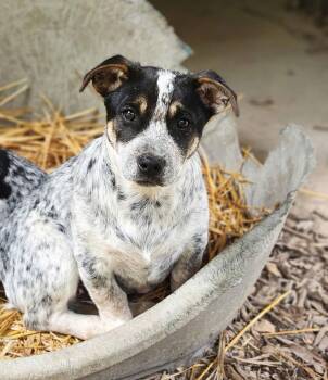 Australian Cattle Dog Blue Heeler Dogs Available for Adoption - Buck | PetCurious