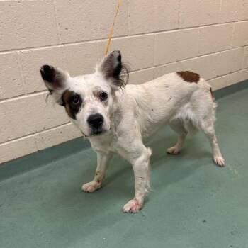 Bridgett -  Mixed Breed Dog for Adoption in Memphis, Tennessee - Bridgett | PetCurious