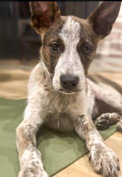 Rescue Mixed Breed Dogs for Adoption in Lindenhurst, New York - Chris | PetCurious