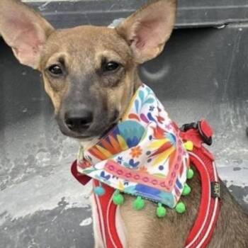 BITSY -  Terrier Dog for Adoption in Graham, Washington - BITSY | PetCurious