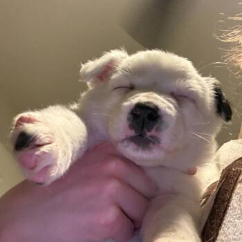 Mixed Breed Dogs Available for Adoption - Libra | PetCurious