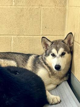 Rescue Husky Dogs for Adoption in Franklin, Kentucky - Thor (bonded With Loki) | PetCurious