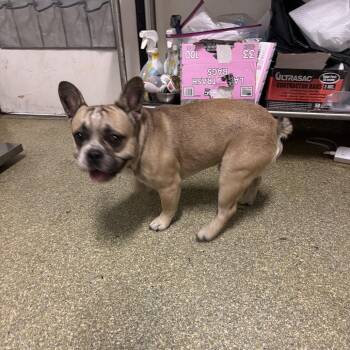 IVHS-Stray-143358 -  French Bulldog Dog for Adoption in San Gabriel, California - IVHS-Stray-143358 | PetCurious