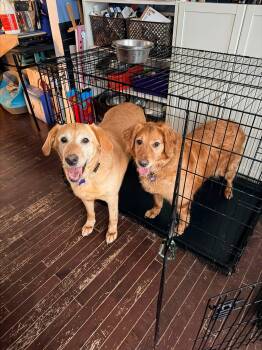 Ryver & Ginger (Bonded Pair) -  Labrador Retriever Dog for Adoption in Elkton, Maryland - Ryver & Ginger (Bonded Pair) | PetCurious
