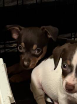 Rescue Chihuahua and Terrier Dogs for Adoption in Los Angeles, California - Cookie | PetCurious