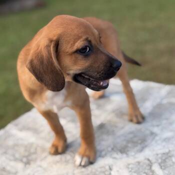 Merlot -  Spaniel and Labrador Retriever Dog for Adoption in Baton Rouge, Louisiana - Merlot | PetCurious