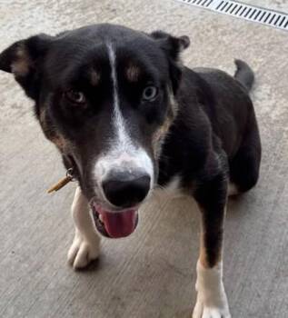 Rescue Shepherd and Husky Dogs for Adoption in Stanwood, Washington - Twix | PetCurious