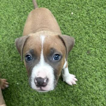 Yoshi 7092 -  Mixed Breed Dog for Adoption in Loxahatchee Groves, Florida - Yoshi 7092 | PetCurious