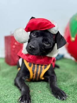 Rescue Chihuahua and Mixed Breed Dogs for Adoption in Carlsbad, California - Kevin | PetCurious