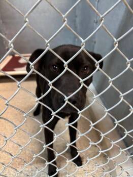 Pit Bull Terrier and Mixed Breed Dogs Available for Adoption - Canyon | PetCurious