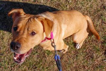 Daisy -  Retriever and Pit Bull Terrier Dog for Adoption in Kansas City, Missouri - Daisy | PetCurious