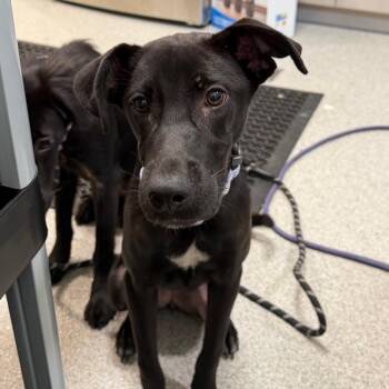 Bertha -  Mixed Breed Dog for Adoption in Englewood, Florida - Bertha | PetCurious
