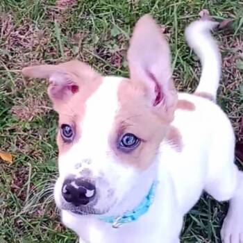 Rescue Labrador Retriever and Australian Cattle Dog Blue Heeler Dogs for Adoption in Greenfield, Indiana - Dennis - Blue | PetCurious