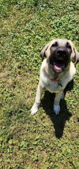 Rescue Anatolian Shepherd Dogs for Adoption in Troy, Virginia - Marge | PetCurious