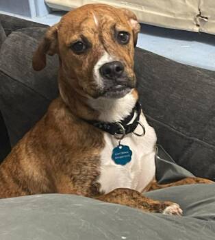 Boxer Dogs Available for Adoption - Mr. Carl Bones  (*In New England) | PetCurious