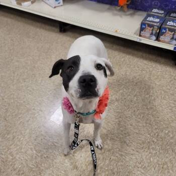 Cece -  American Staffordshire Terrier Dog for Adoption in Magnolia, Texas - Cece | PetCurious