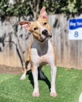 Rescue Terrier and Mixed Breed Dogs for Adoption - Parkour Puppy | PetCurious