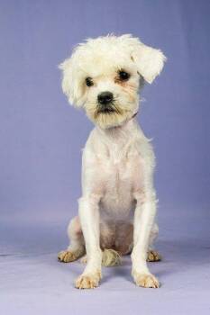 Mixed Breed Dogs Available for Adoption in Pleasanton, California - Mary Puppins AKA Dogpool | PetCurious