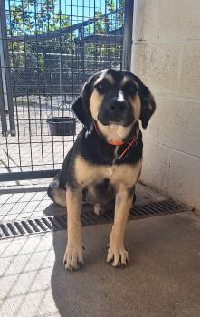 Coretta (Cora) -  Shepherd Dog for Adoption in Stanton, Kentucky - Coretta (Cora) | PetCurious