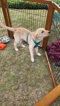Labrador Retriever and Great Pyrenees Dogs Available for Adoption in Ladson, South Carolina - Dakota | PetCurious