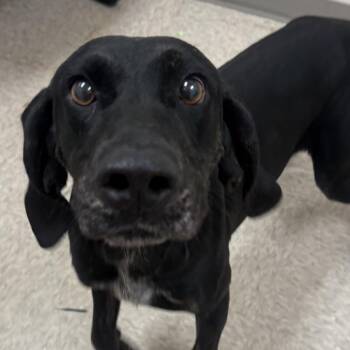 Blue Stone River -  Hound Dog for Adoption in Chatham, Virginia - Blue Stone River | PetCurious