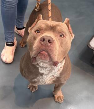 Hercules -  Mixed Breed Dog for Adoption - Hercules | PetCurious