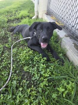 Rescue Retriever Dogs for Adoption in Evansville, Indiana - Frankie | PetCurious