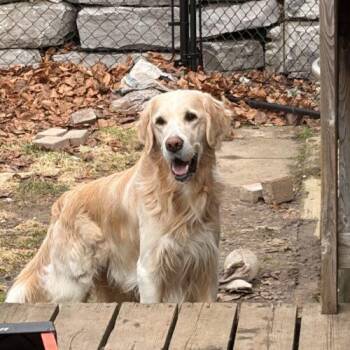 Golden Retriever and Retriever Dogs Available for Adoption - Mr Donuts | PetCurious