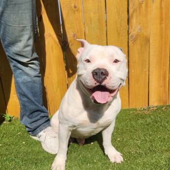 Rescue Staffordshire Bull Terrier Dogs for Adoption in Austin, Texas - Atticus JuM | PetCurious