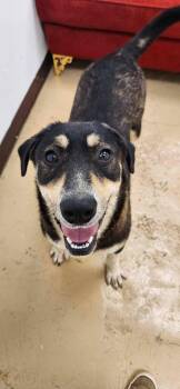 Rescue Great Pyrenees Dogs for Adoption in Franklinton, Louisiana - Cruella | PetCurious