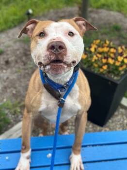 Pit Bull Terrier Dogs Available for Adoption in Cleveland, Ohio - Angelo | PetCurious