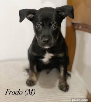 Rescue Mountain Cur Dogs for Adoption in Warren, New Jersey - Frodo | PetCurious