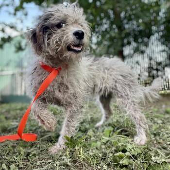 Meg -  Miniature Poodle and Mixed Breed Dog for Adoption in Wimberley, Texas - Meg | PetCurious