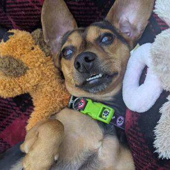 Dachshund Dogs Available for Adoption in New Orleans, Louisiana - Shadow | PetCurious