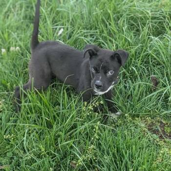 Mixed Breed Dogs Available for Adoption in Melbourne, Kentucky - Cosmo | PetCurious